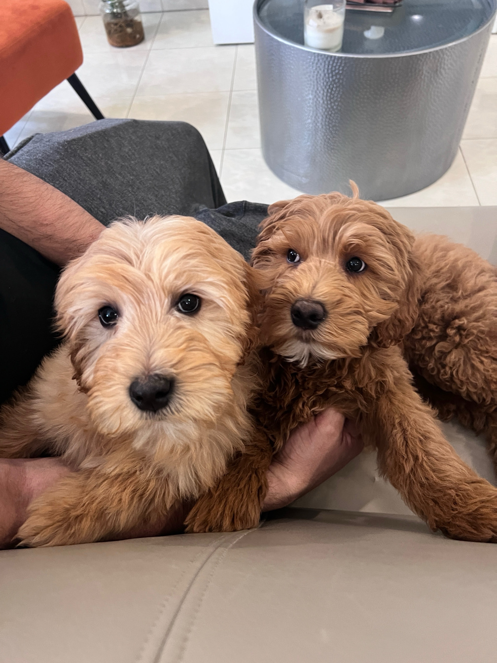 Find Best Pet Grooming Salons Near Me In Maspeth, NY Vagaro